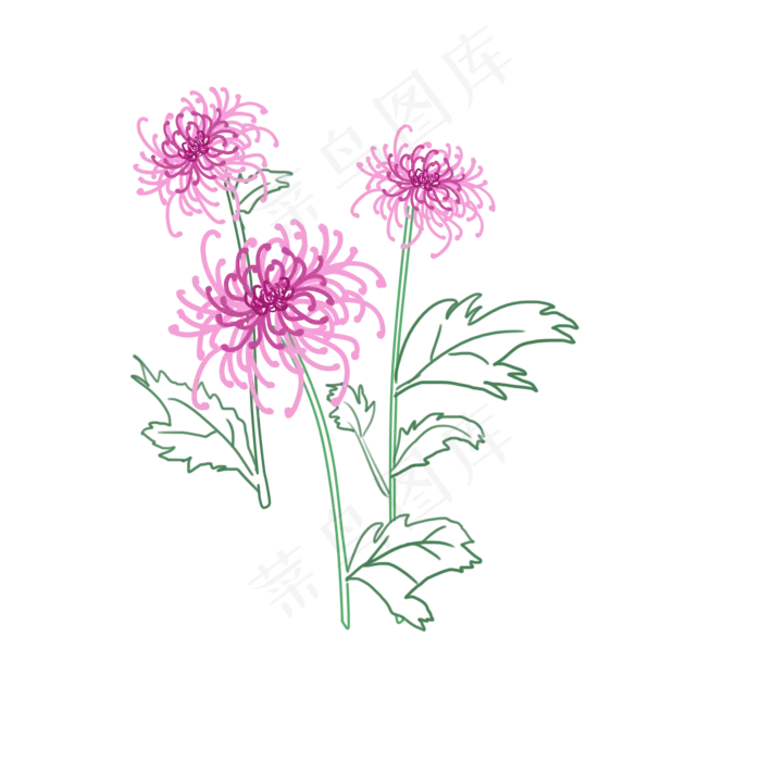 重阳节清新菊花3朵(2000X2000(DPI:762))psd模版下载
