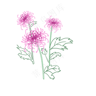 重阳节清新菊花3朵