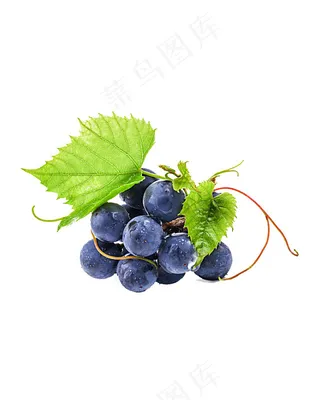 葡萄 提子 水果