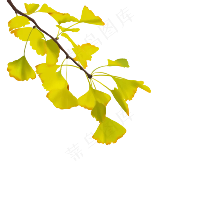 秋天银杏(3000X3000(DPI:300))psd模版下载