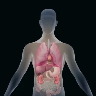 透明人体轮廓与器官：肝，脾，心，胃，肾，肺和肠前视图隔离在黑色背景上