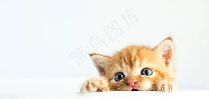 白色背景的可爱小猫 白色背景的可爱小猫