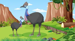 白天场景森林或热带森林中的食火鸡家族