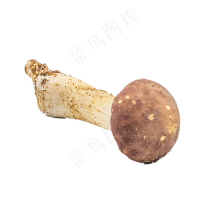 一根蔬菜香菇(2000*2000px 300 dpi )