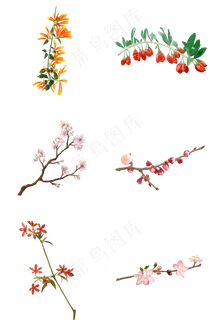 开花枝条结果枝条素材 开花枝条结果枝条素材
