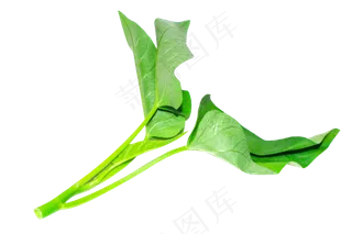 绿色蔬菜空心菜