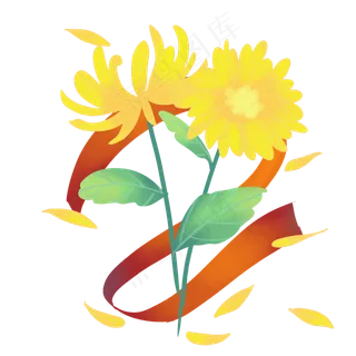 重阳节黄色菊花
