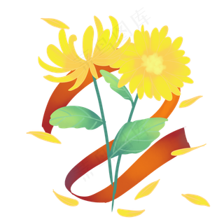 重阳节黄色菊花