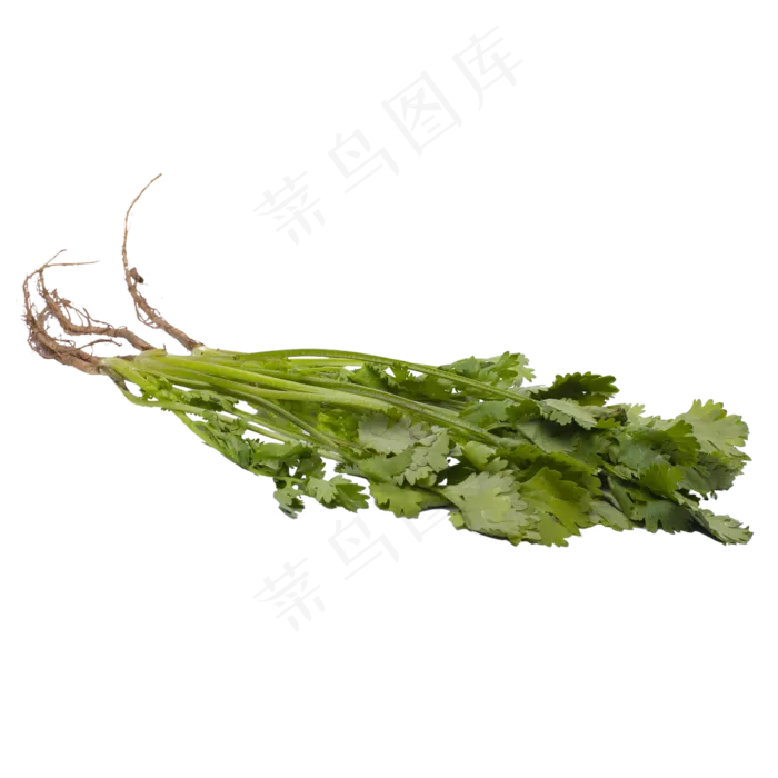 新鲜香菜(2000*2000px 300 dpi )