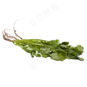 新鲜香菜