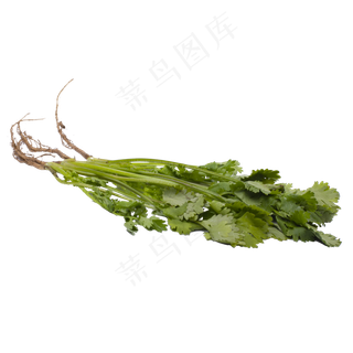 新鲜香菜