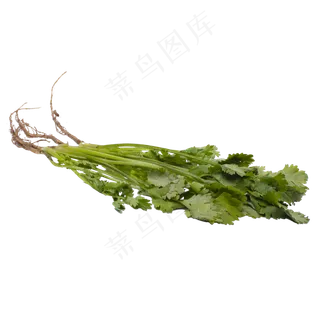 新鲜香菜