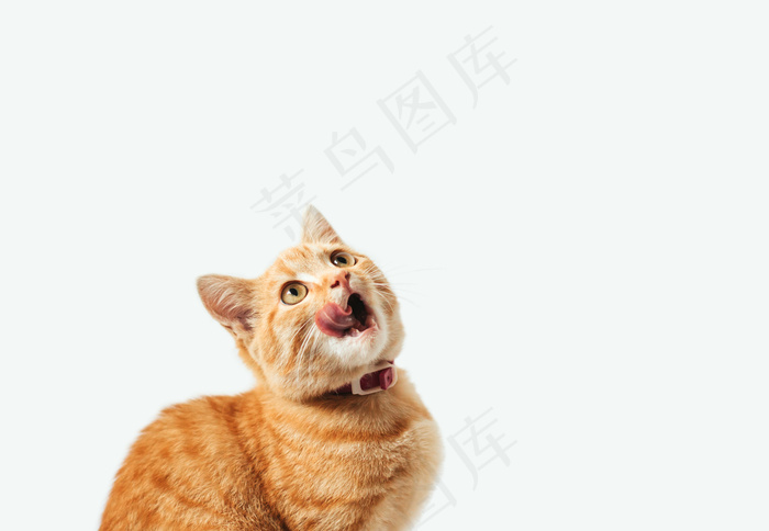 姜黄色斑纹小猫在白色背景上舔来舔去