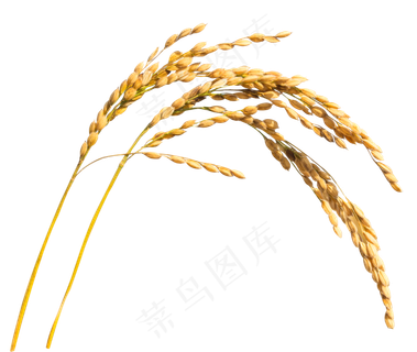 秋天摇摆的水稻