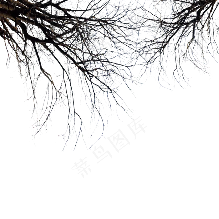 干枯枯树树枝(2000X2000(DPI:300))psd模版下载