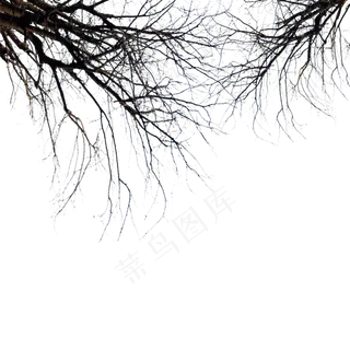 干枯枯树树枝