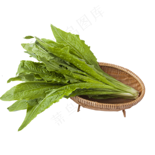 新鲜的白菜免抠图