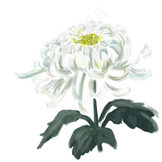 秋季白色手绘唯美菊花