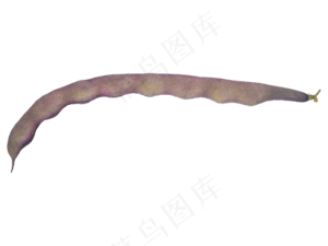 深红色蔬菜豆角