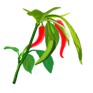 立秋辣椒成熟的季节高清图