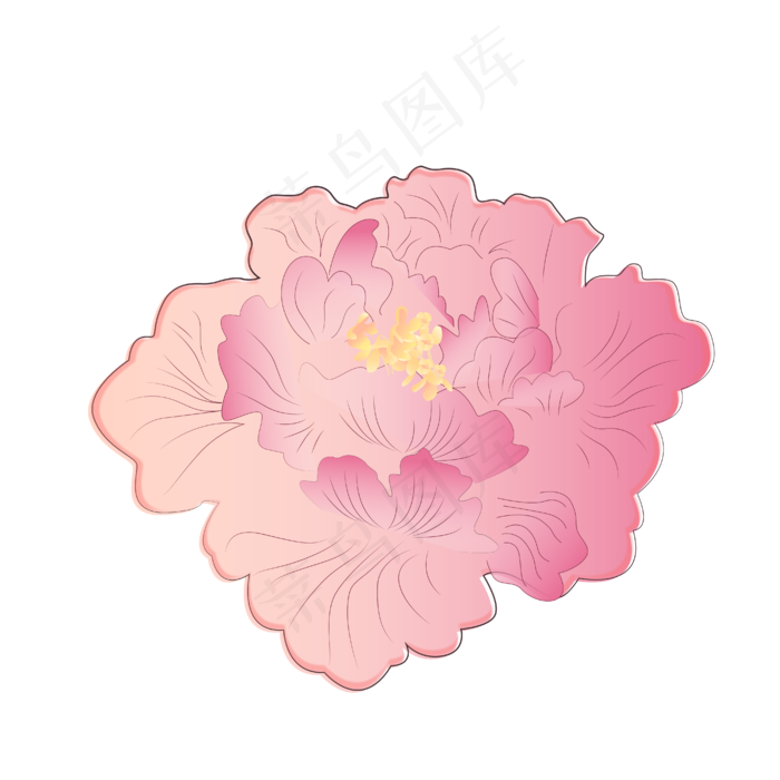 粉色的牡丹