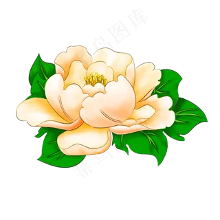 富贵彩色金边牡丹