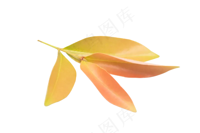 黄色叶子植物绿植(3000X3000(DPI:300))