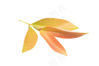 黄色叶子植物绿植