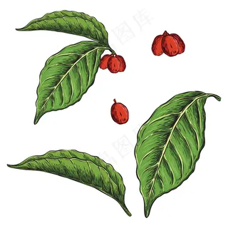 咖啡植物叶手绘插图 咖啡植物叶手绘插图