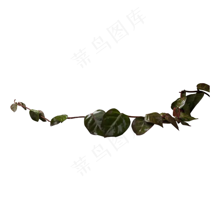 实拍绿色水果叶子(3000X3000(DPI:300))psd模版下载