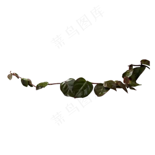 实拍绿色水果叶子