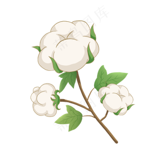 农作物棉花矢量图