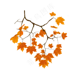 枫叶枝条免抠素材