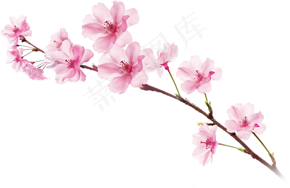 樱花开花植物免扣png
