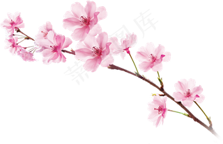 樱花开花植物免扣png