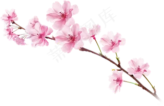 樱花开花植物免扣png