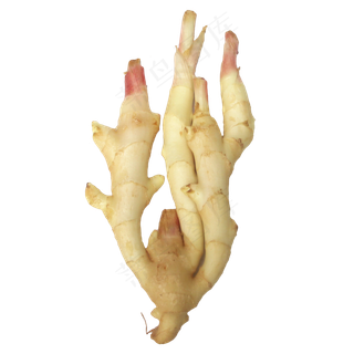 辛辣调料食材生姜