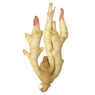 辛辣调料食材生姜