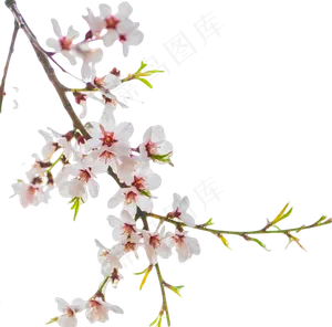 梅花枝条