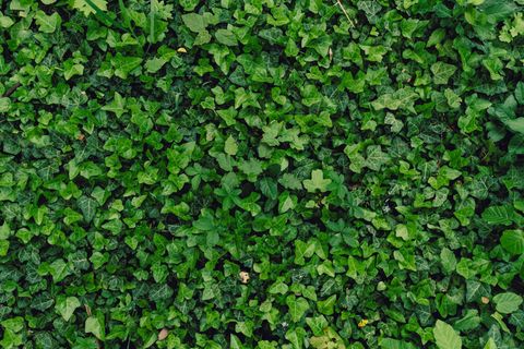 许多绿叶的纹理自然背景