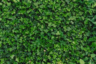 许多绿叶的纹理自然背景