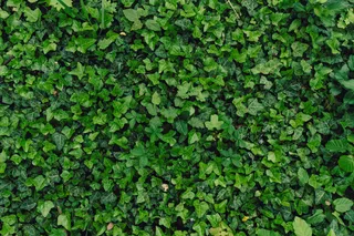 许多绿叶的纹理自然背景