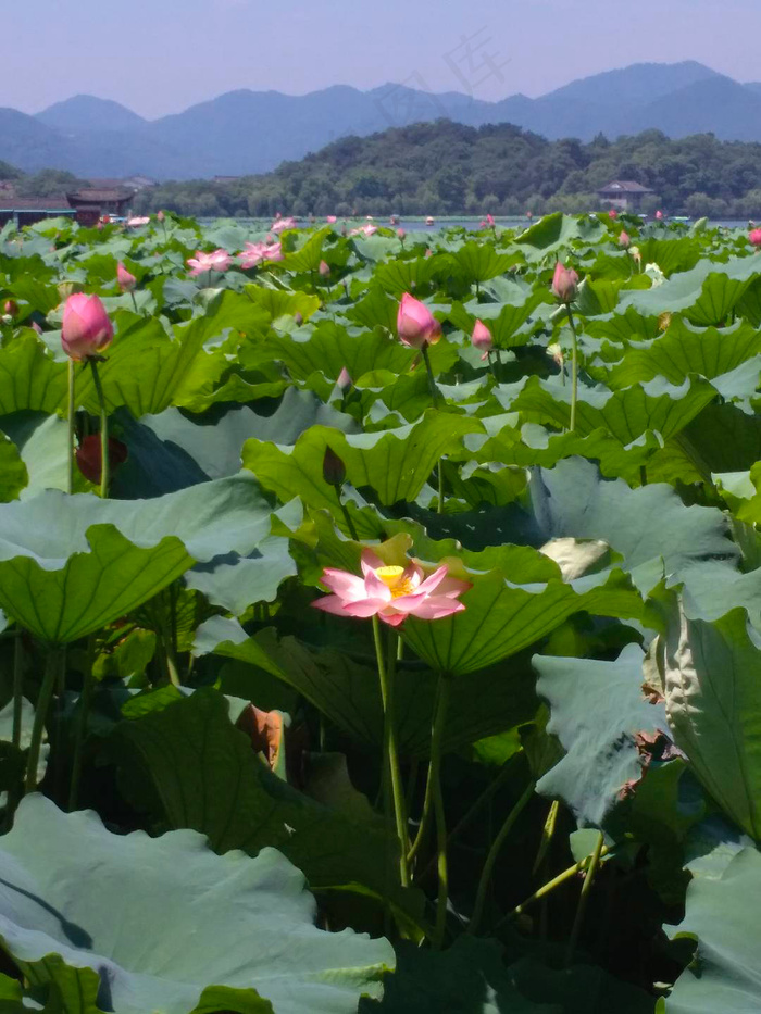 绽放的荷花近景