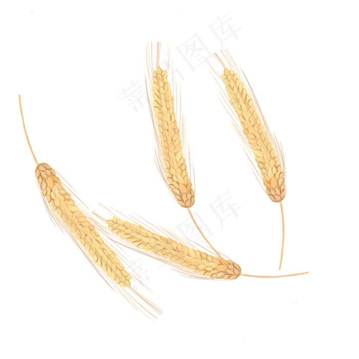手绘风金色麦穗(2000*2000px 300 dpi )psd模版下载