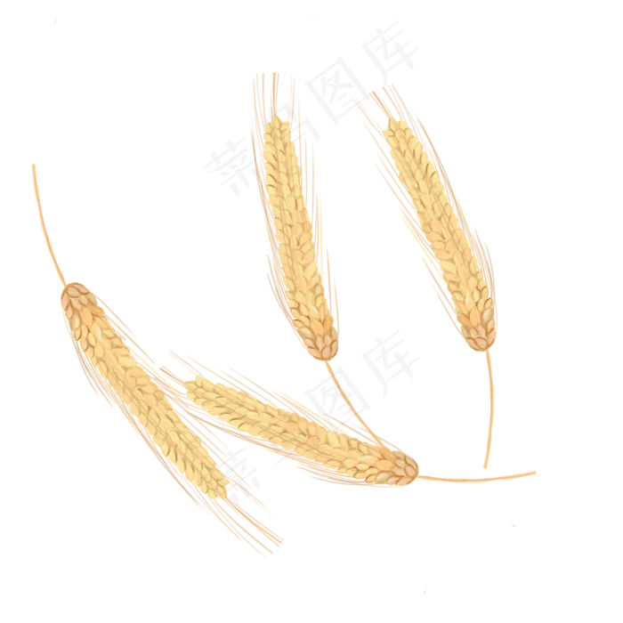 手绘风金色麦穗(2000*2000px 300 dpi )psd模版下载