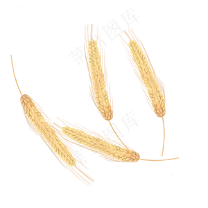 手绘风金色麦穗