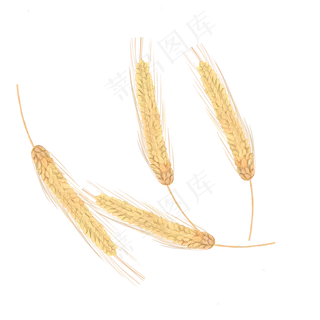 手绘风金色麦穗