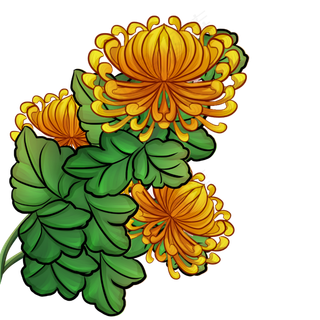 重阳节赛璐璐菊花素材