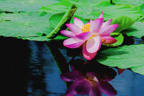 荷花，睡莲，暗淡无光的睡莲。