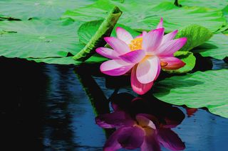 荷花，睡莲，暗淡无光的睡莲。